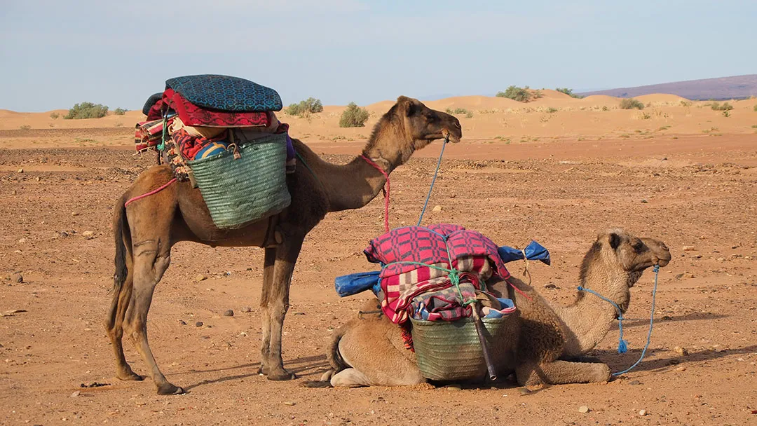 desert nomad experience