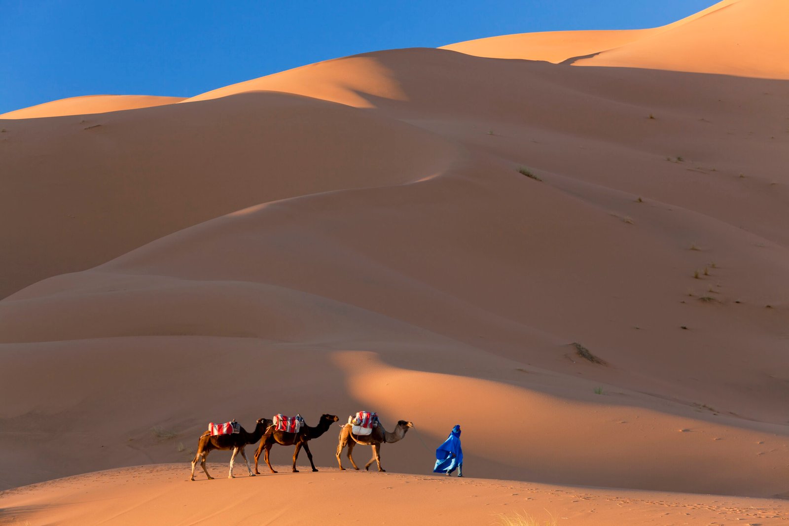 Tuareg man leading camel train through the Sahara desert.